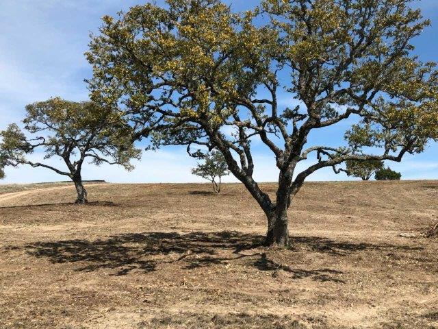 Hill Country Land Clearing