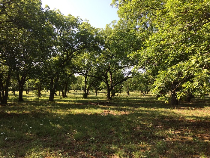 Hill Country Land Clearing