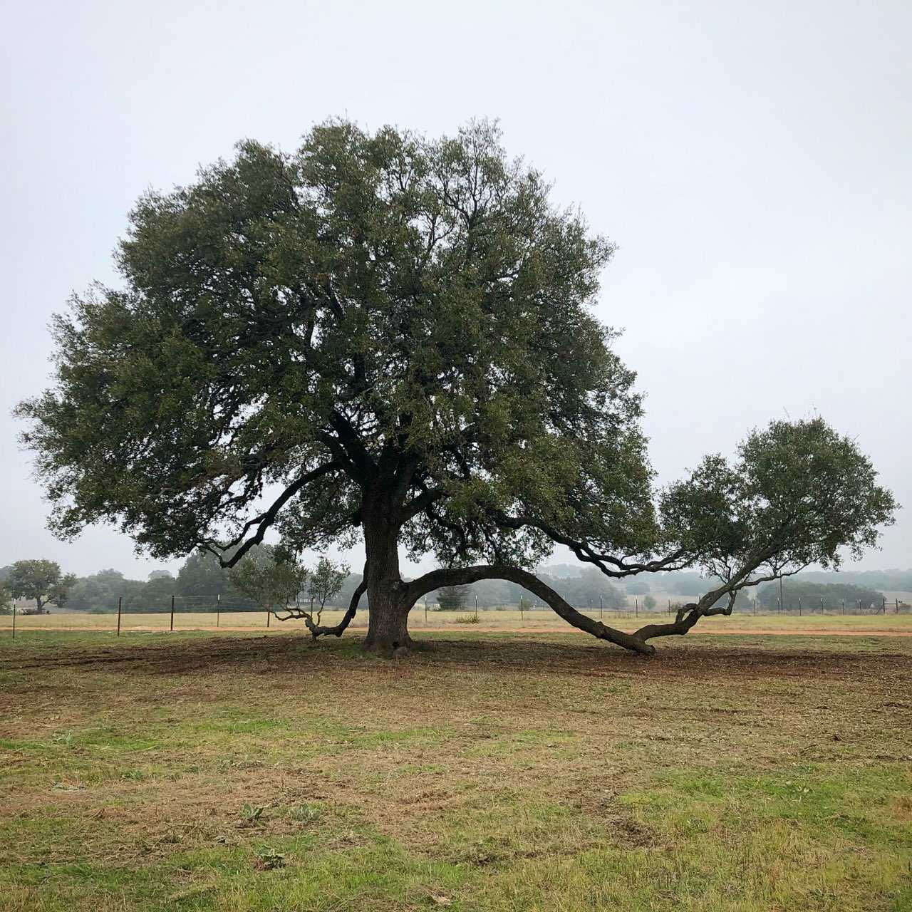 Hill Country Land Clearing